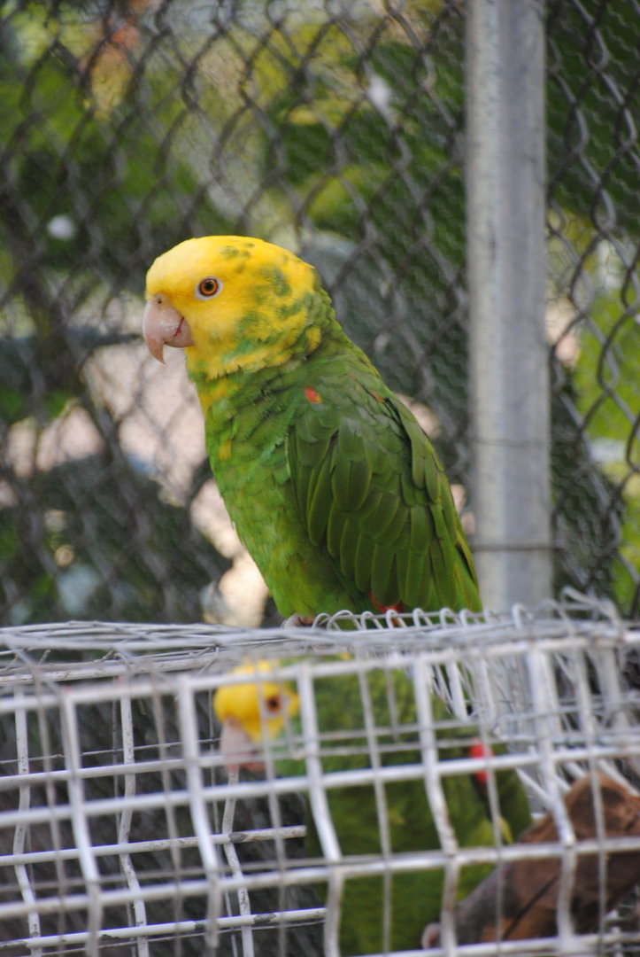Yellow-headed Amazon