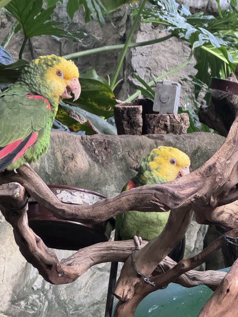 Yellow-headed Amazon