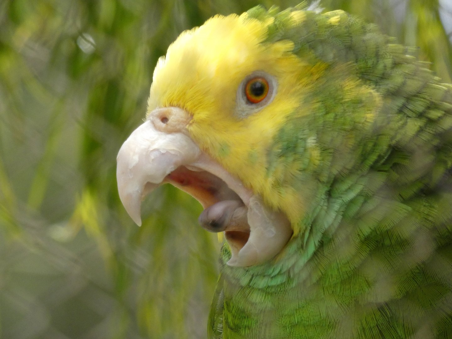 Yellow-headed amazon