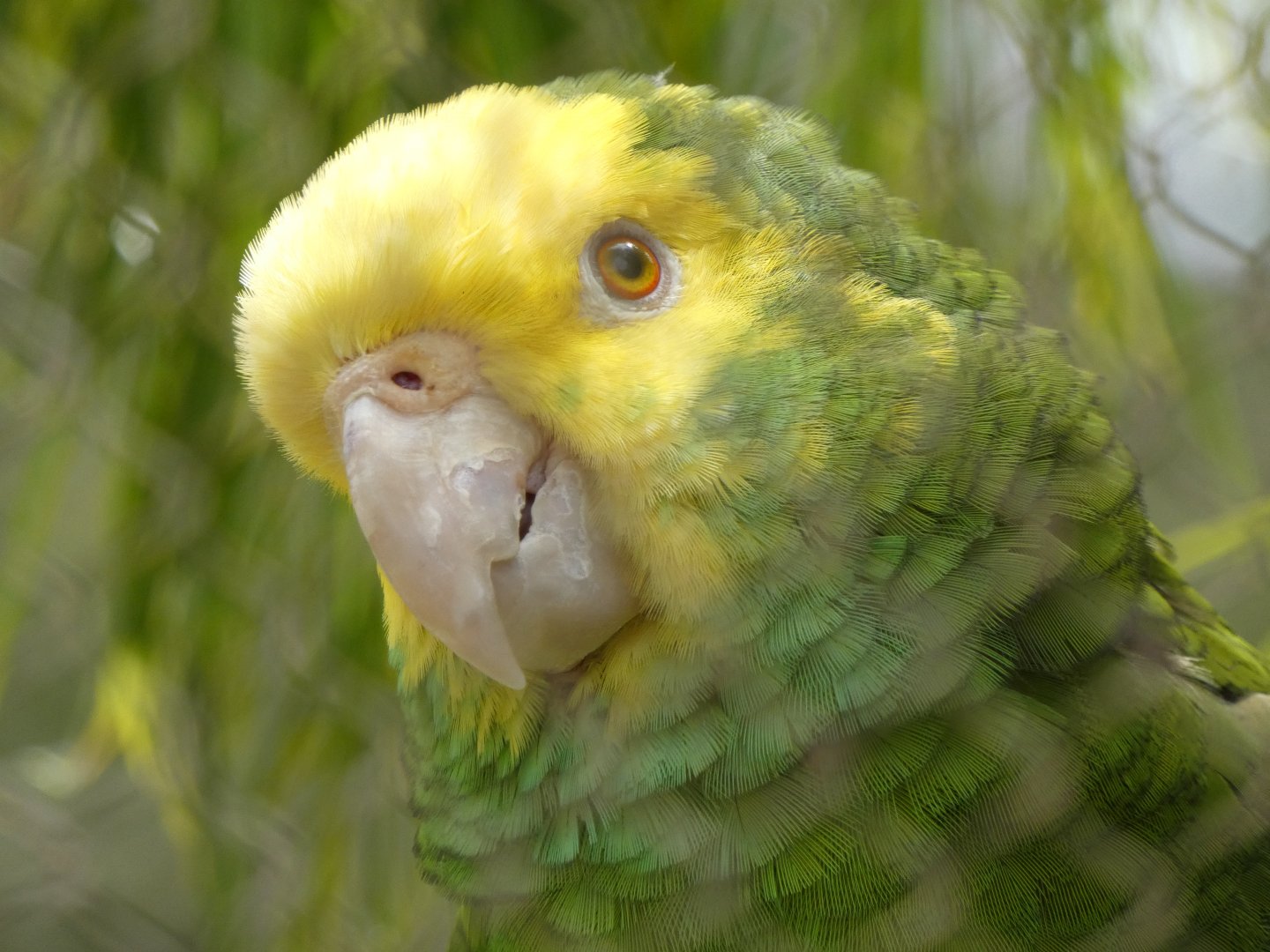 Yellow-headed amazon