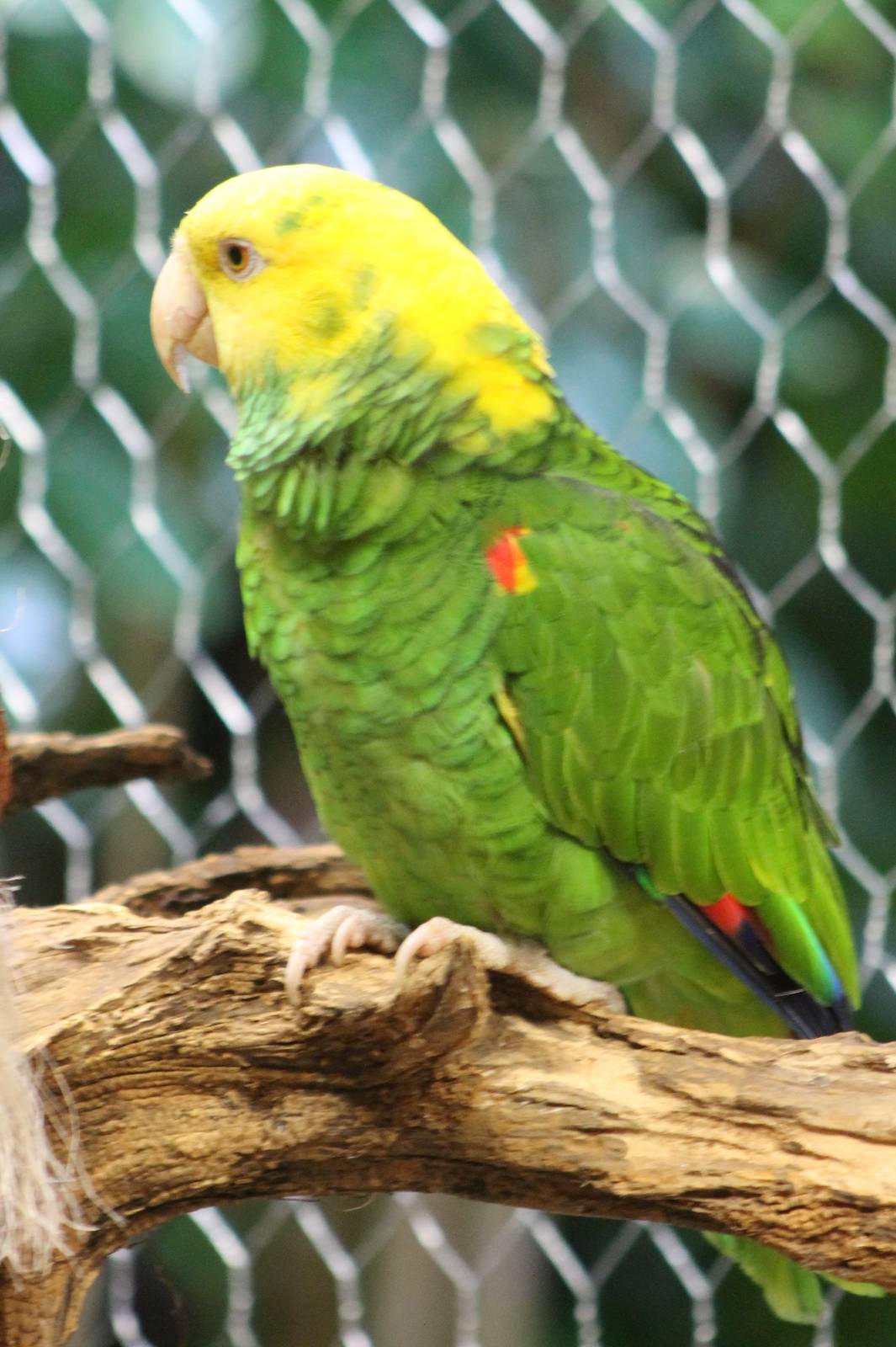 Yellow-headed amazone