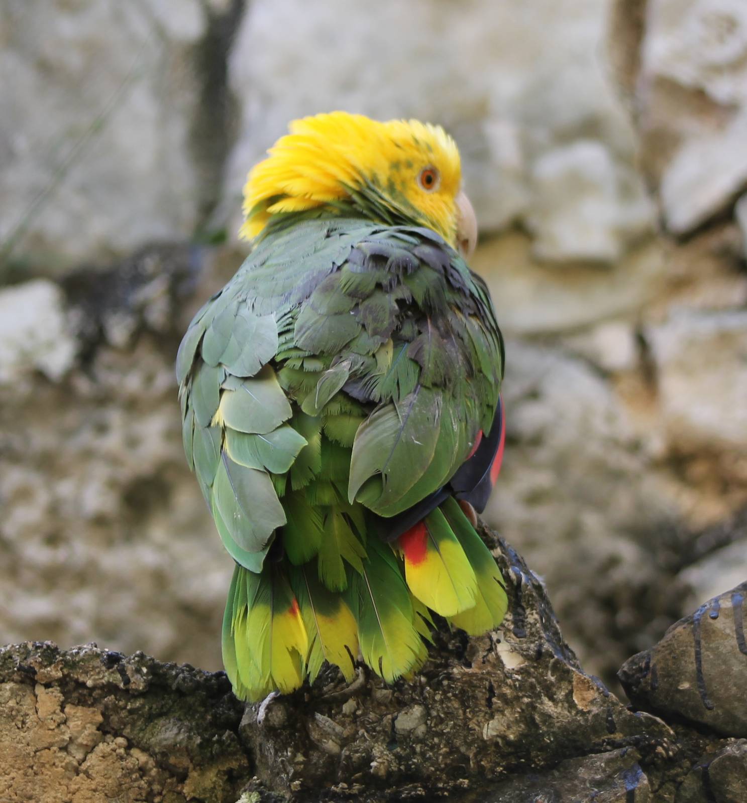 Yellow-headed amazone