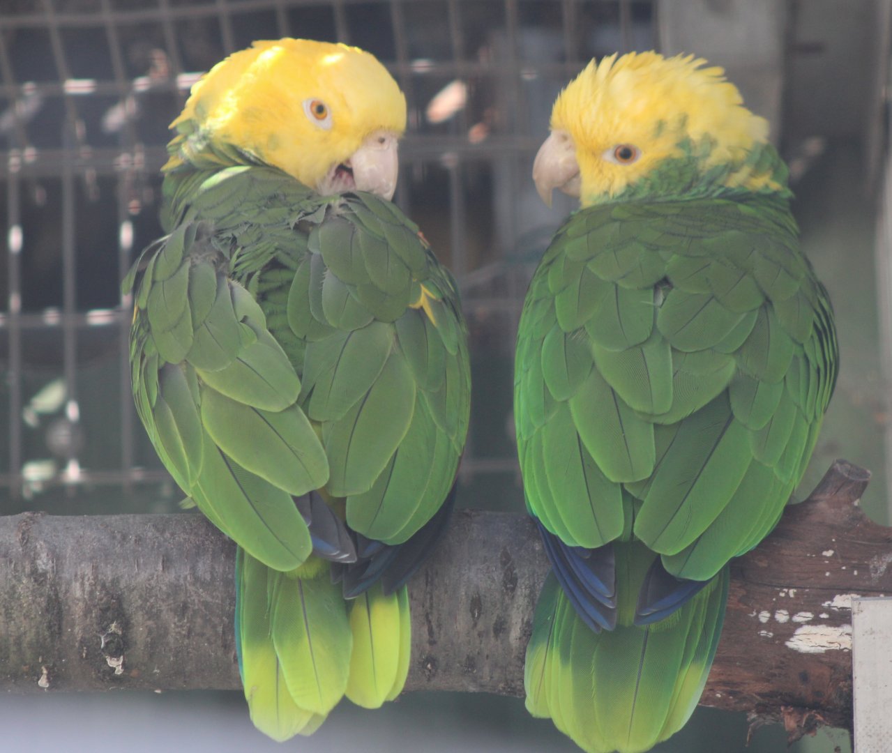 Yellow-headed amazones