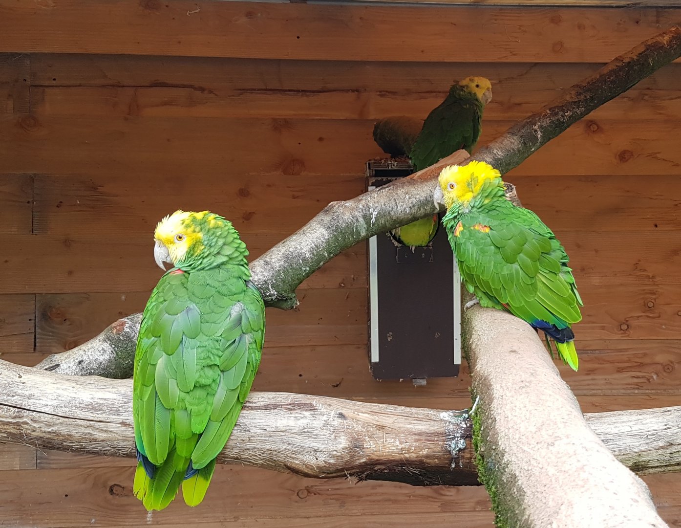 Yellow-headed amazons