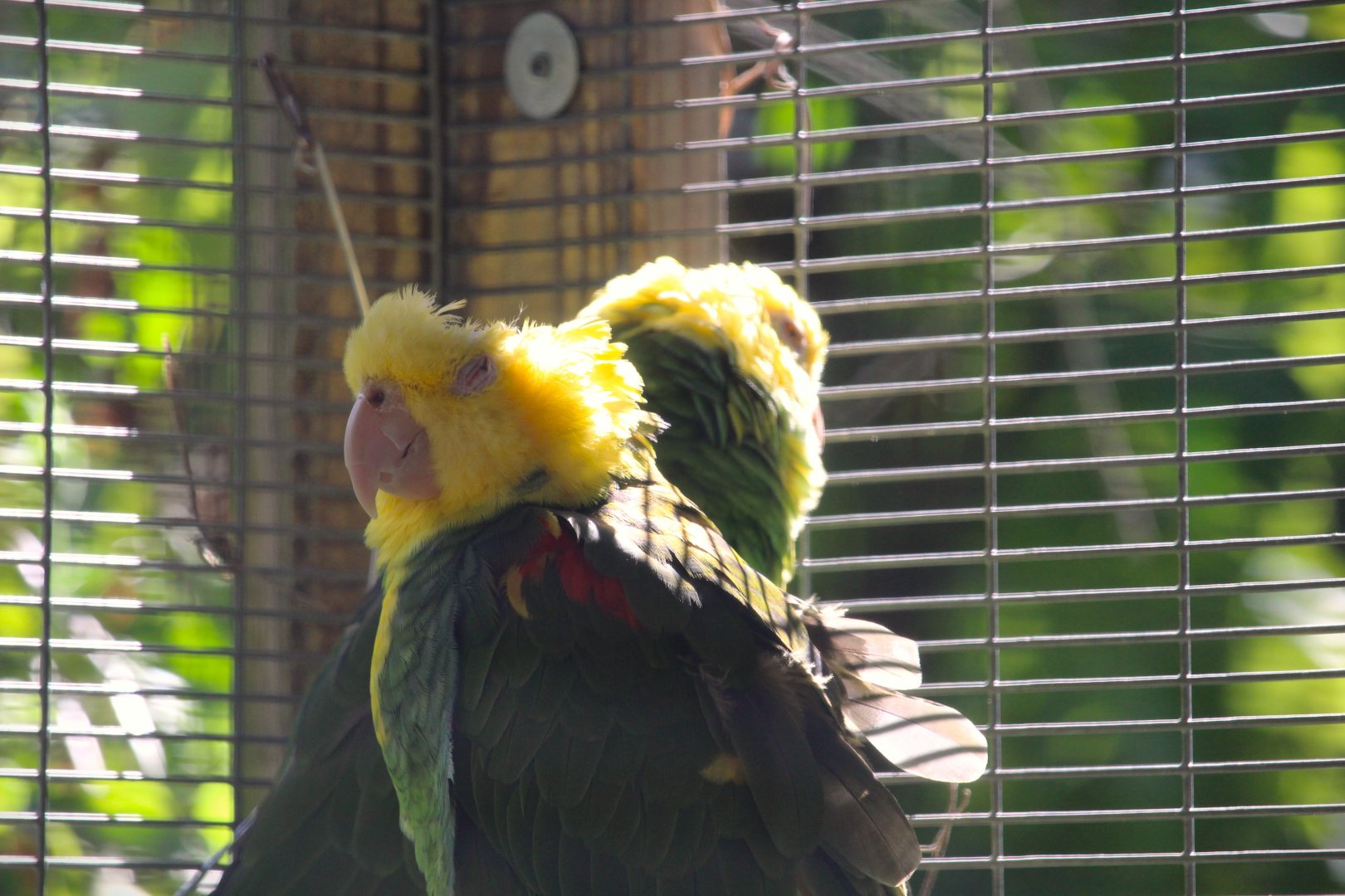 Yellow-headed Amazons