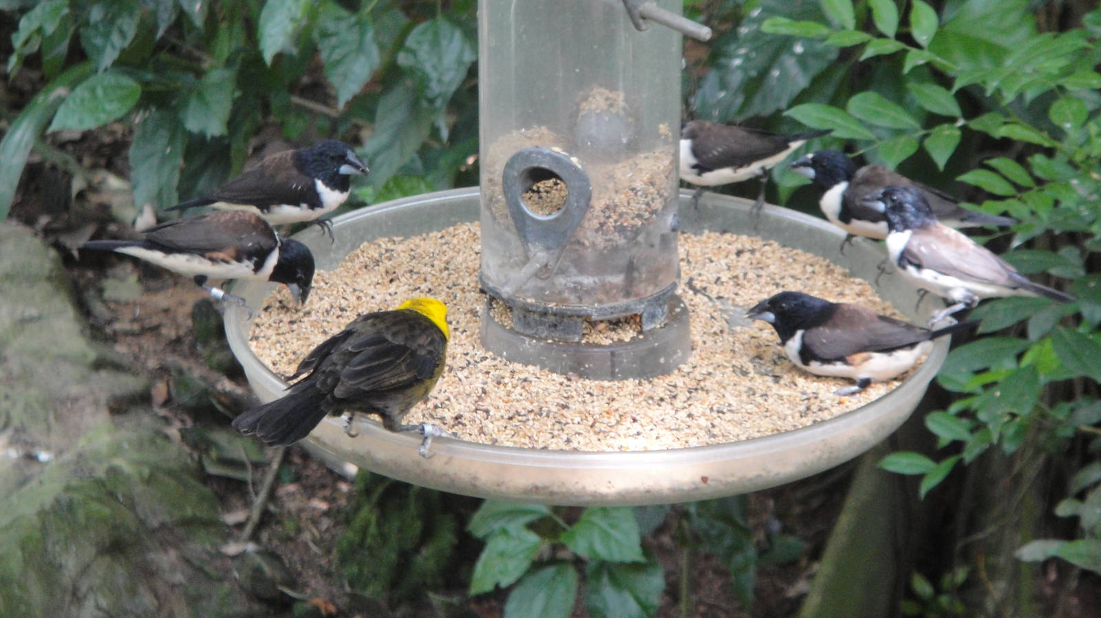 Yellow Headed Blackbird and Magpie Mannikins