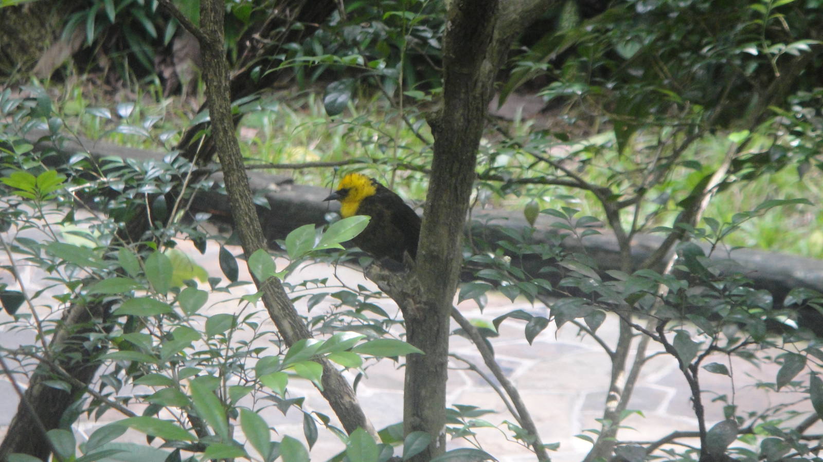 Yellow-headed Blackbird (male)