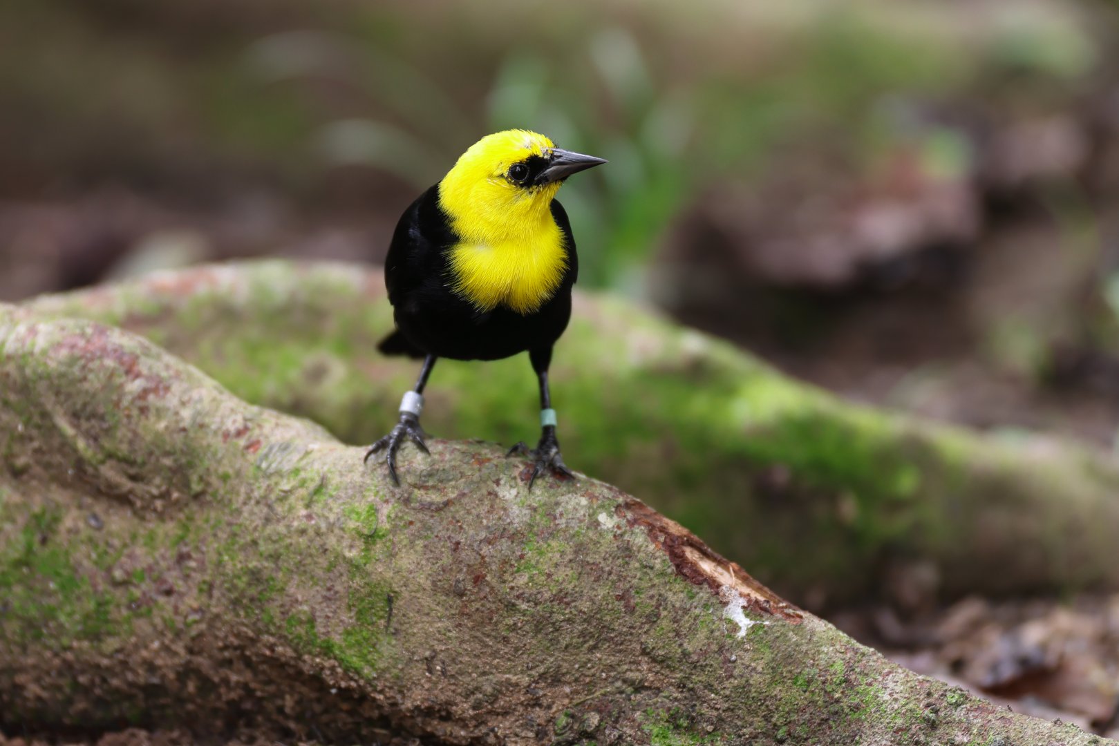 Yellow-headed Blackbird (Xanthocephalus xanthocephalus) - Amazonian Jewels