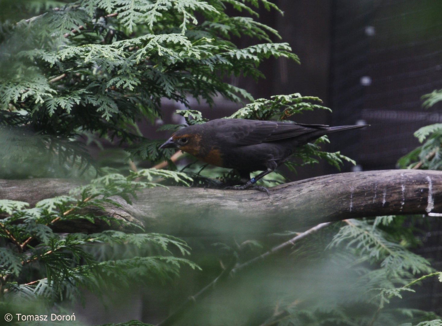 Yellow-headed blackbird (Xanthocephalus xanthocephalus), October 2020
