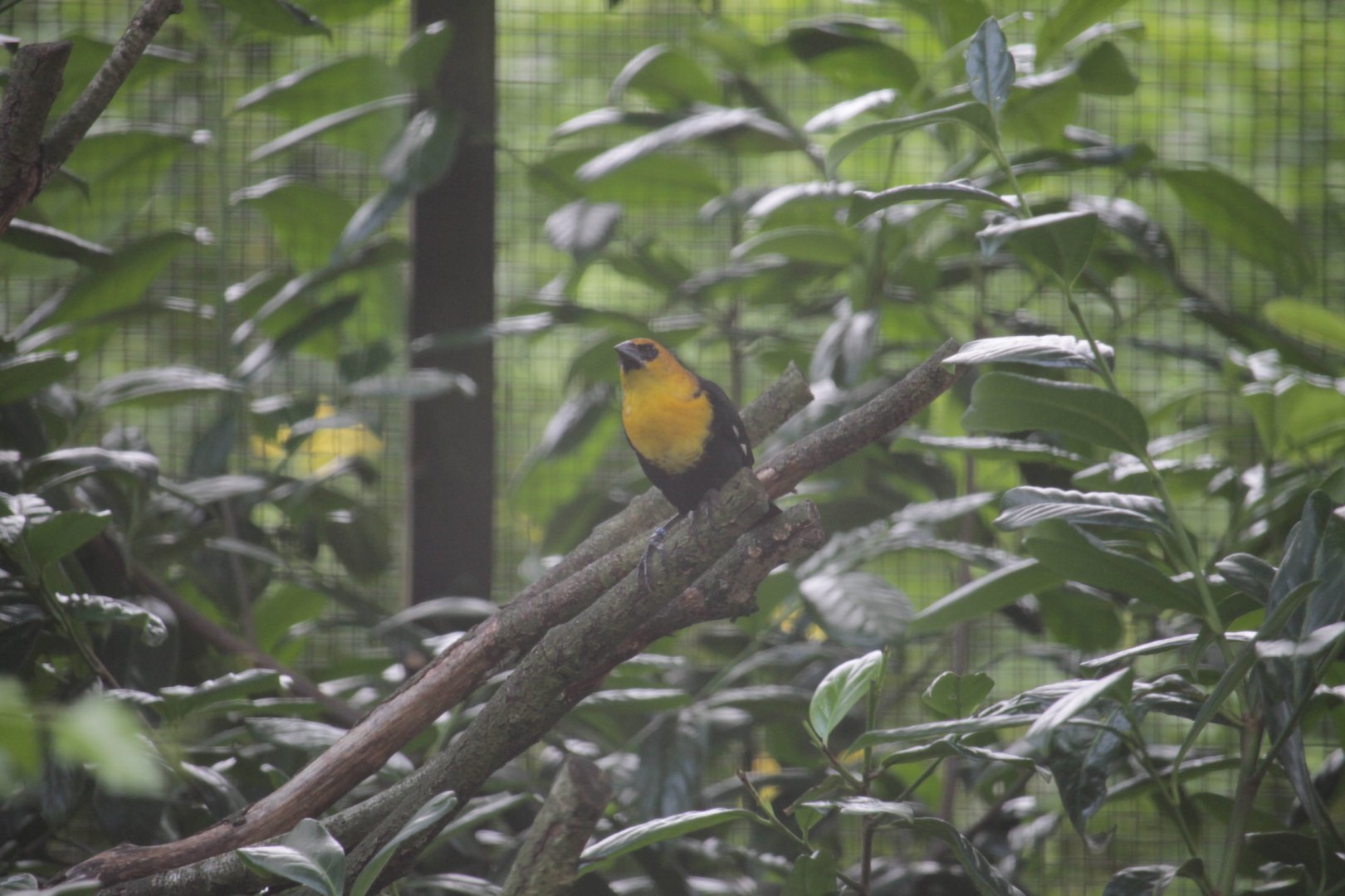 Yellow-headed Blackbird (Xanthocephalus xanthocephalus)