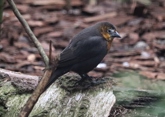 Yellow-headed blackbird (Xanthocephalus xanthocephalus)