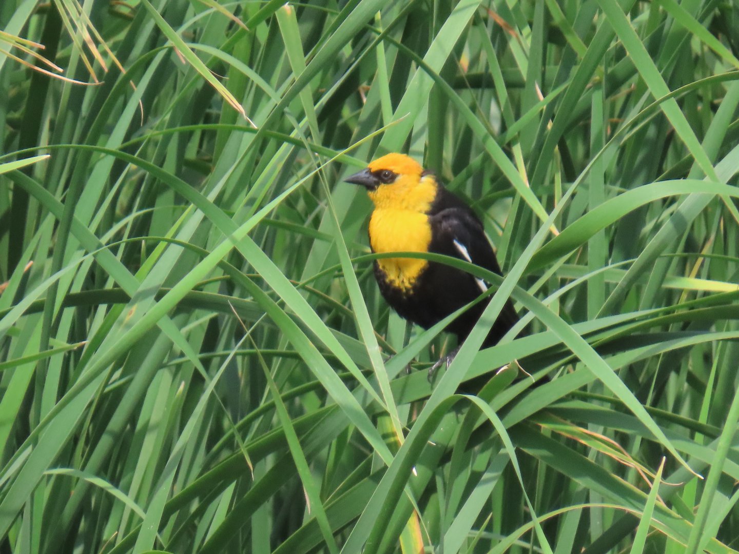 Yellow-headed Blackbird (Xanthocephalus xanthocephalus)