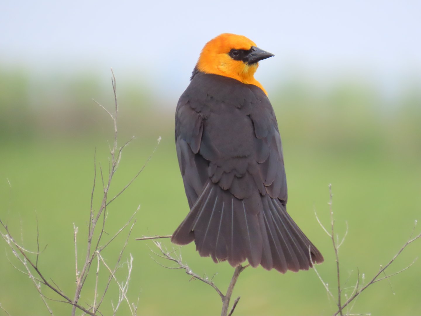 Yellow-headed Blackbird (Xanthocephalus xanthocephalus)