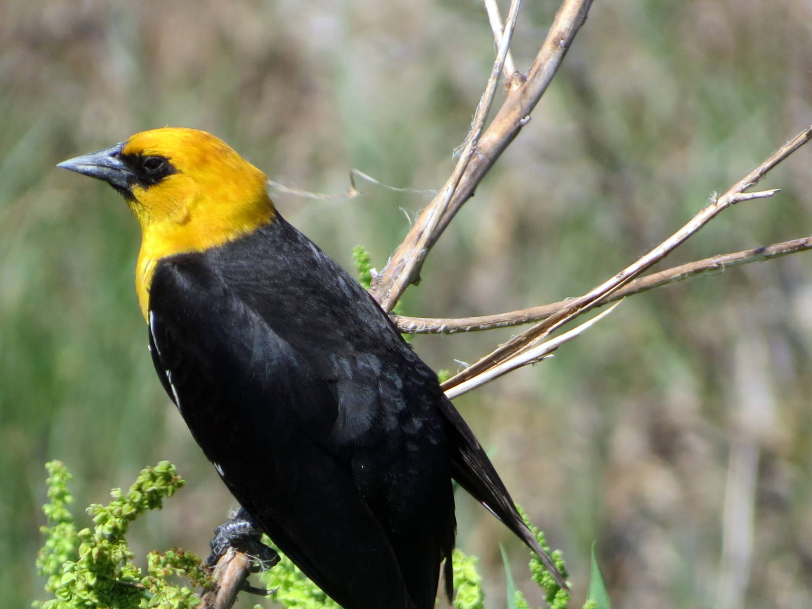 Yellow-headed Blackbird