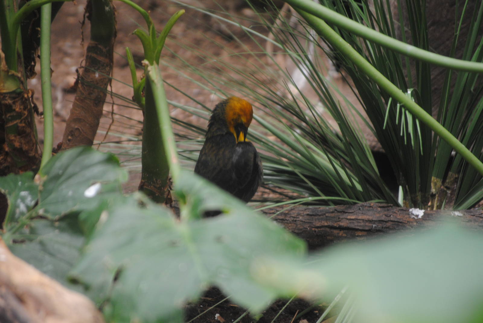 Yellow-Headed Blackbird