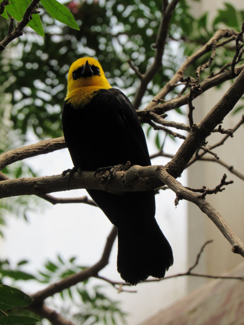 Yellow-headed blackbird