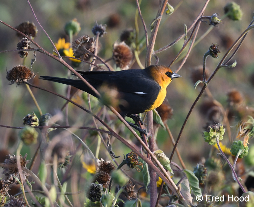 yellow headed blackbird