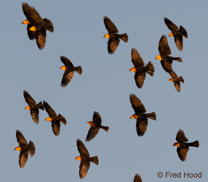 yellow headed blackbirds