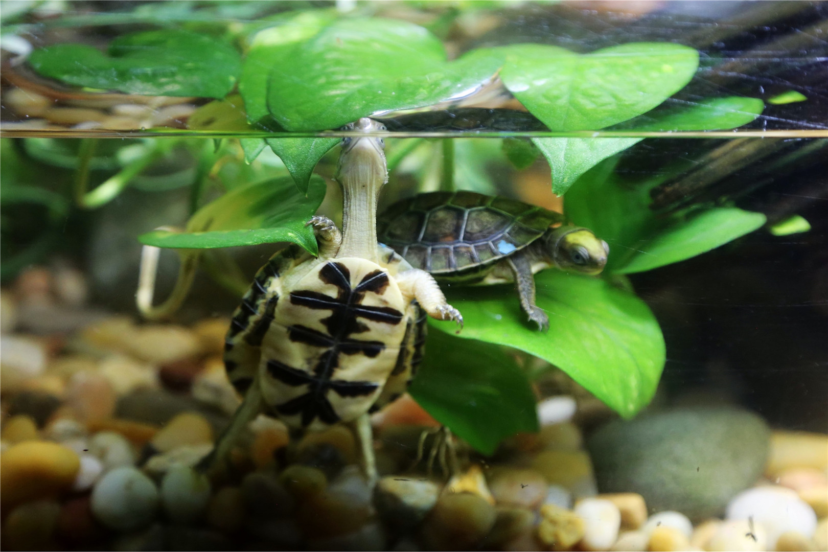 Yellow-headed box turtle (Cuora aurocapitata)