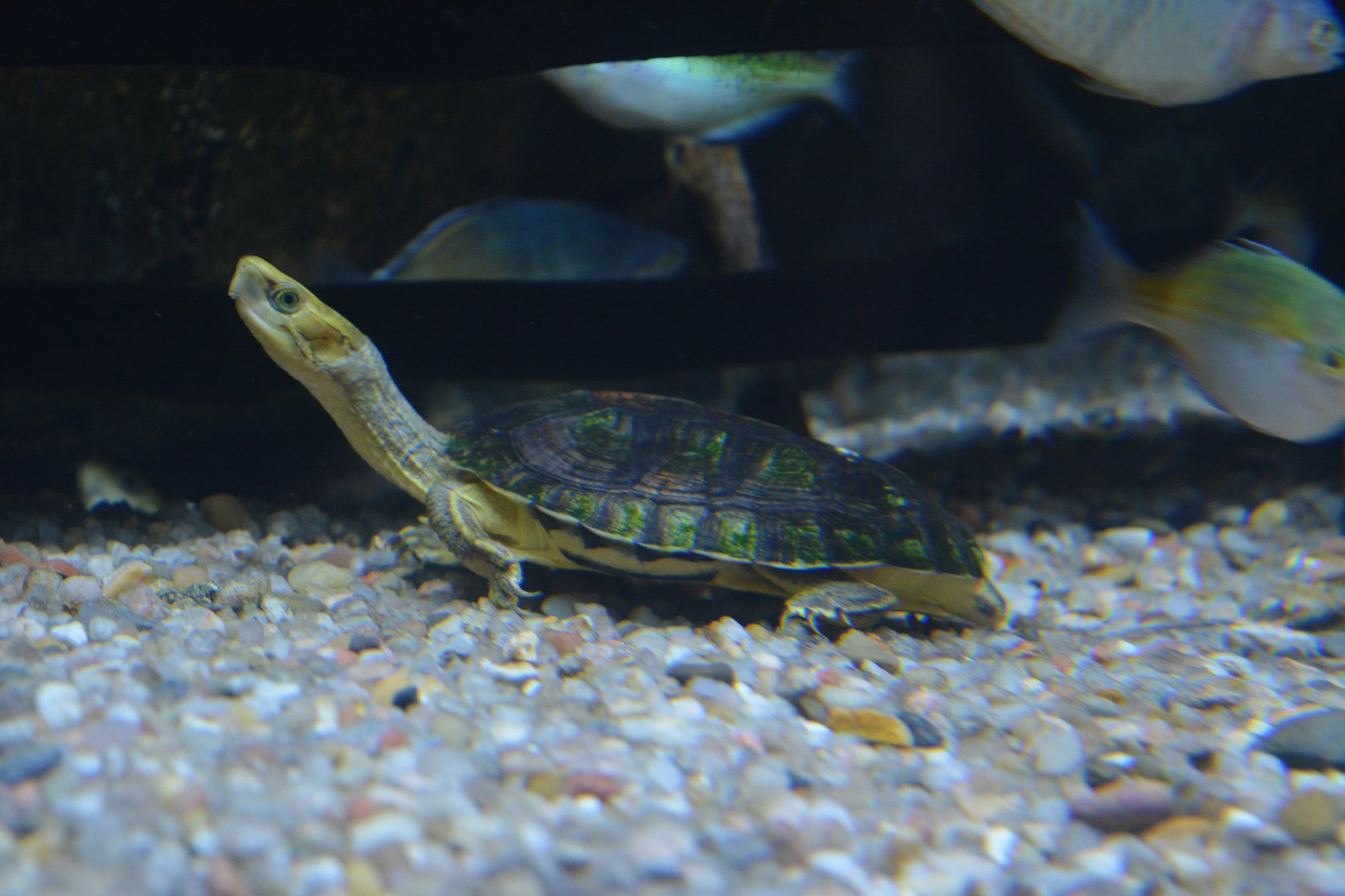 Yellow-headed Box Turtle Cuora aurocapitata