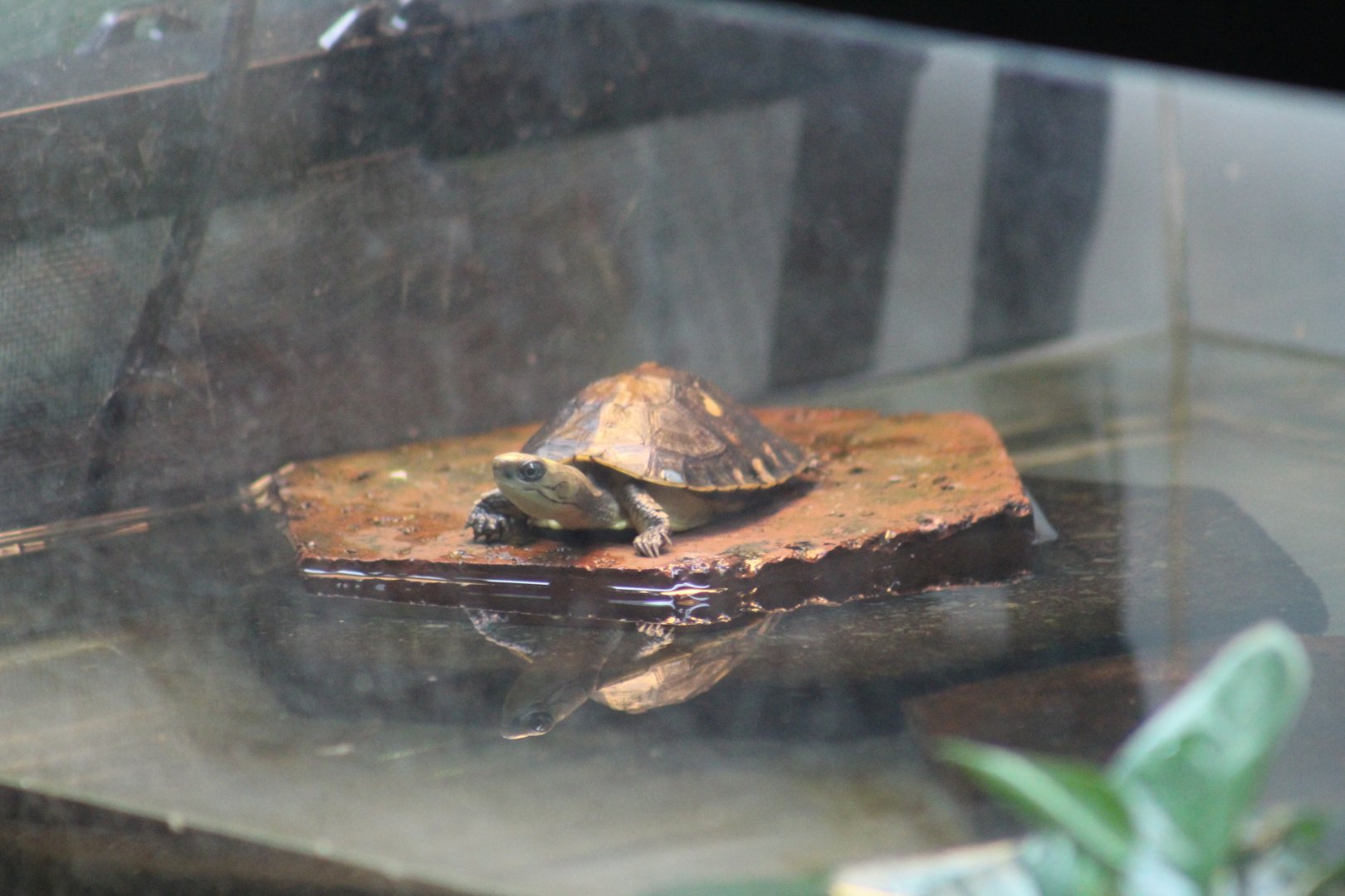 Yellow-Headed Box Turtle