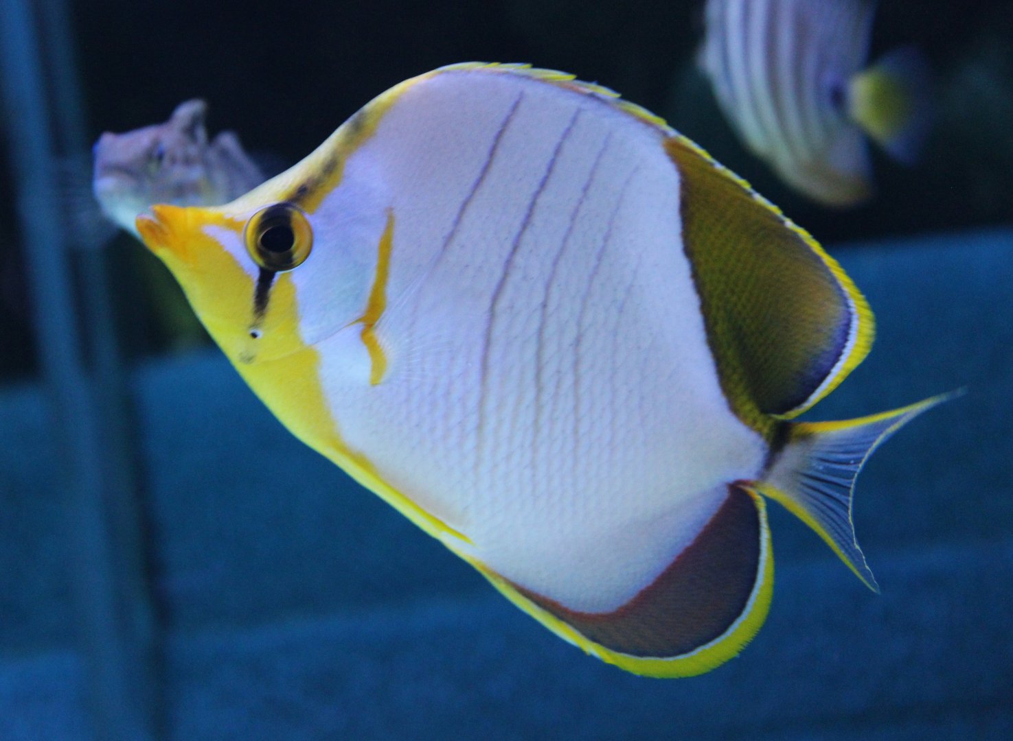 Yellow-headed butterflyfish - Chaetodon xanthocephalus