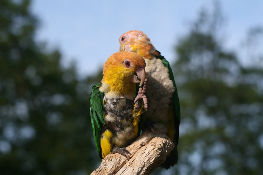 Yellow-headed Caique