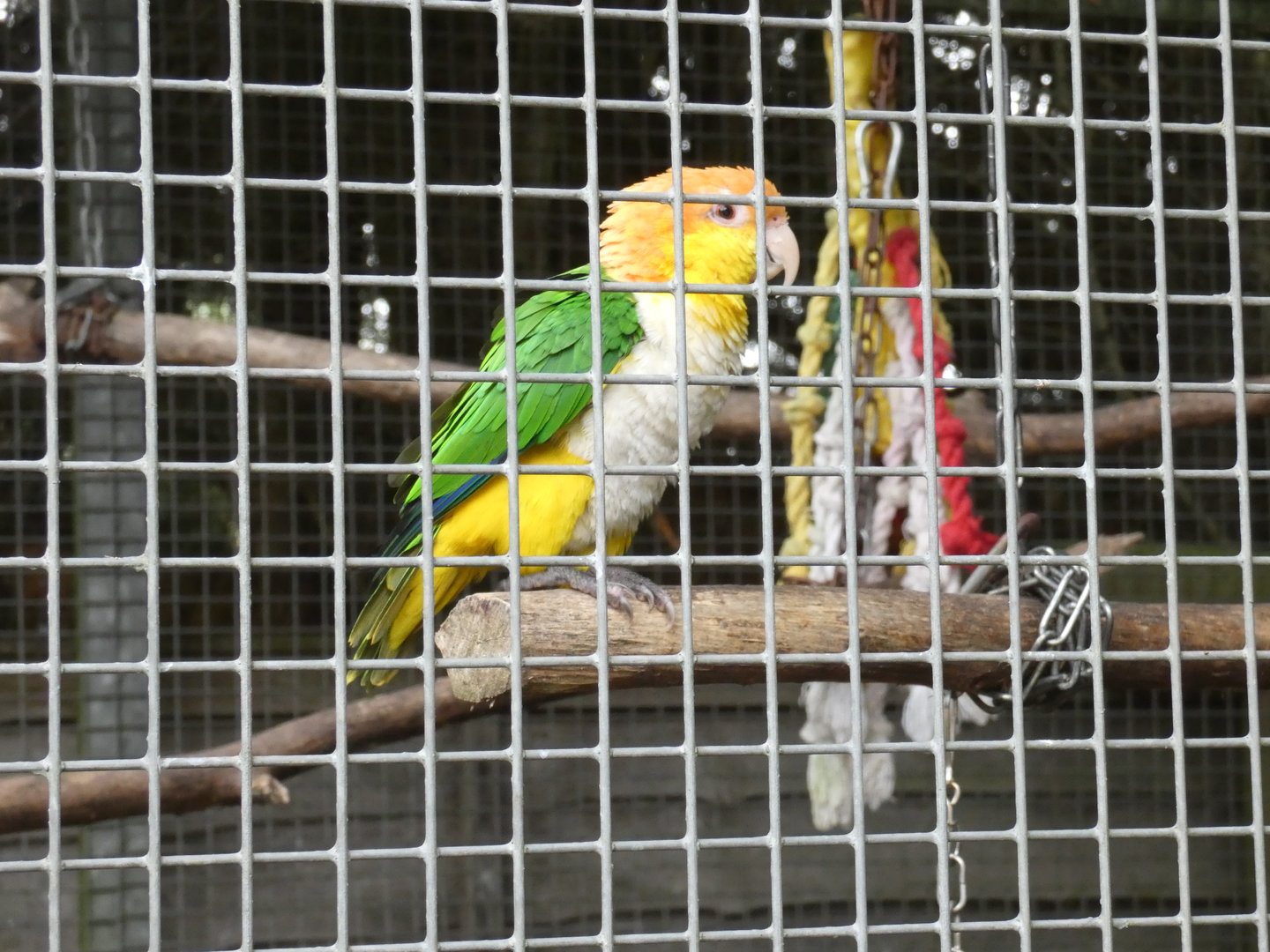 Yellow-headed caique