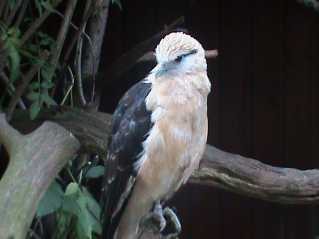 yellow-headed caracara 100711