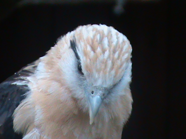 yellow-headed caracara 100711