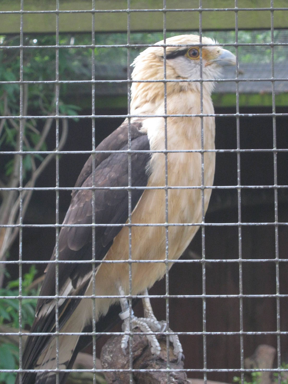 Yellow-headed Caracara 2012.