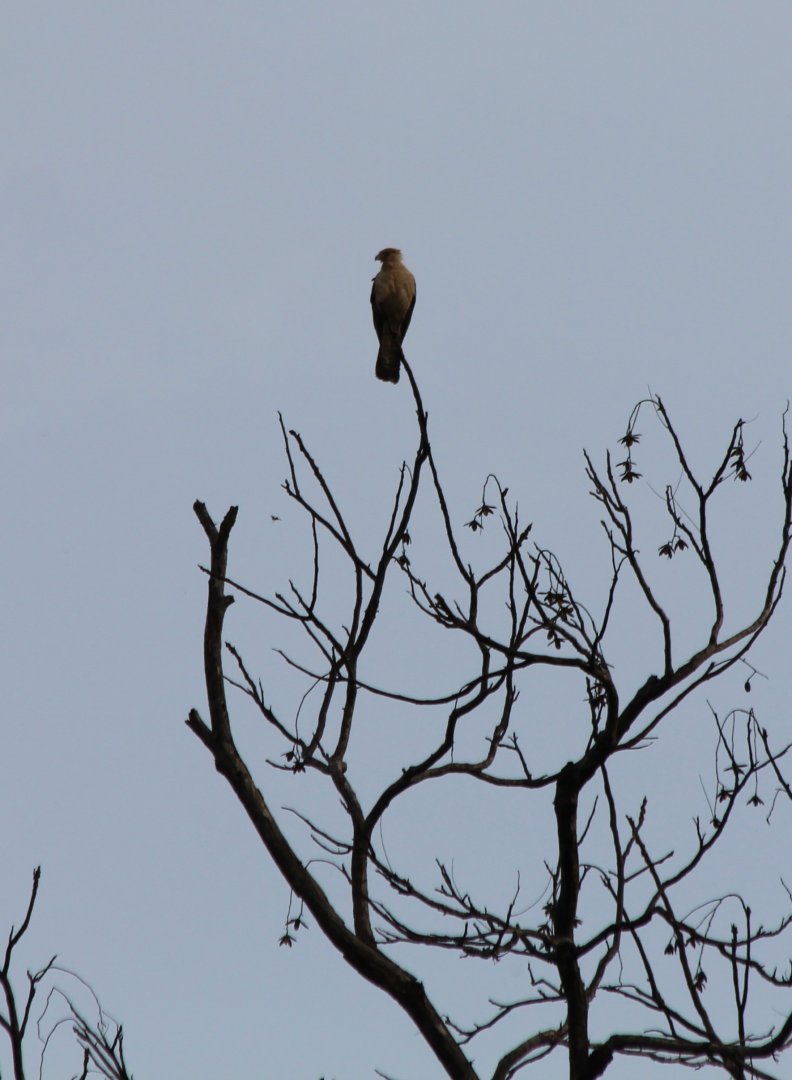 Yellow-headed Caracara - Apr 2019