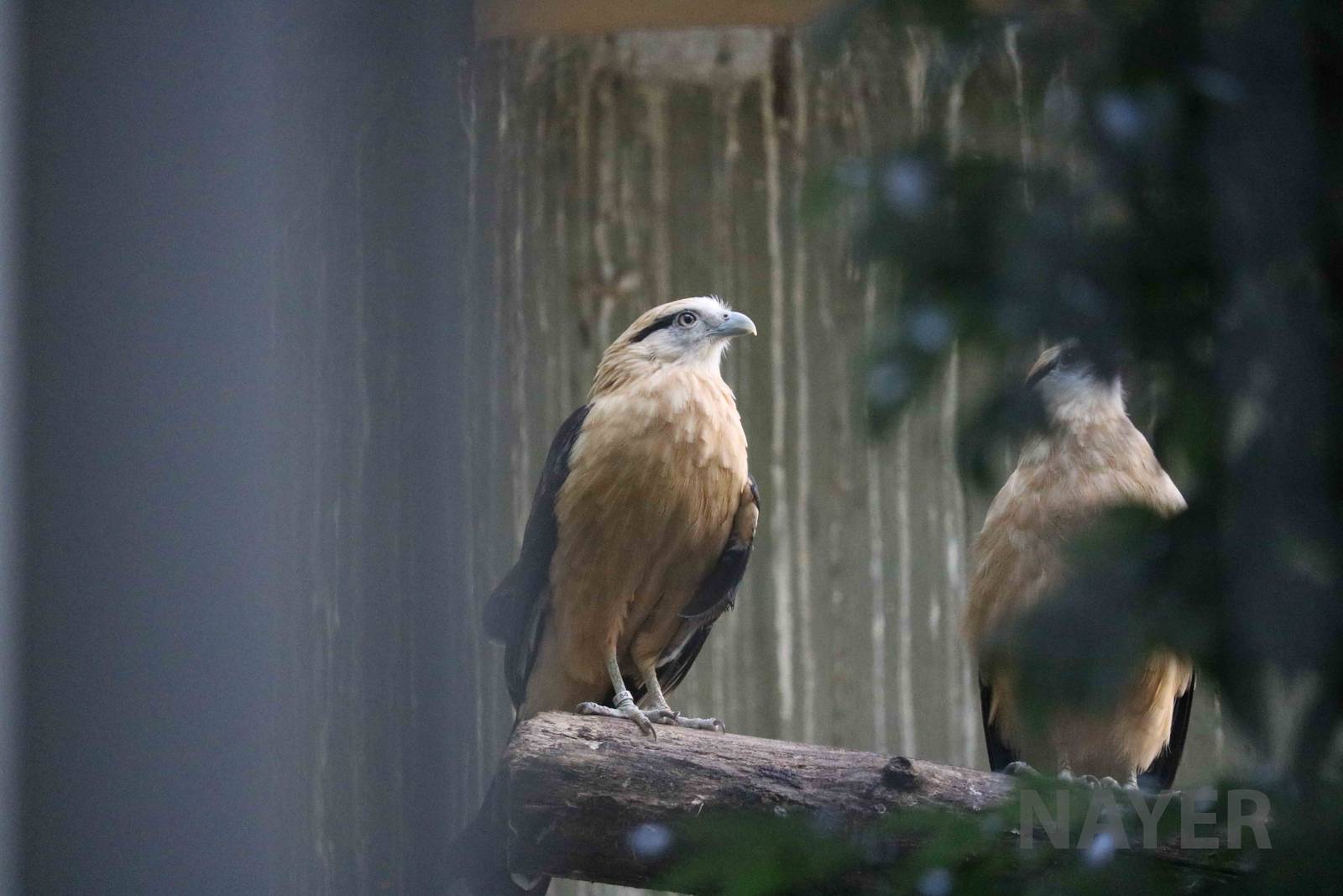 Yellow-headed caracara, April 2016