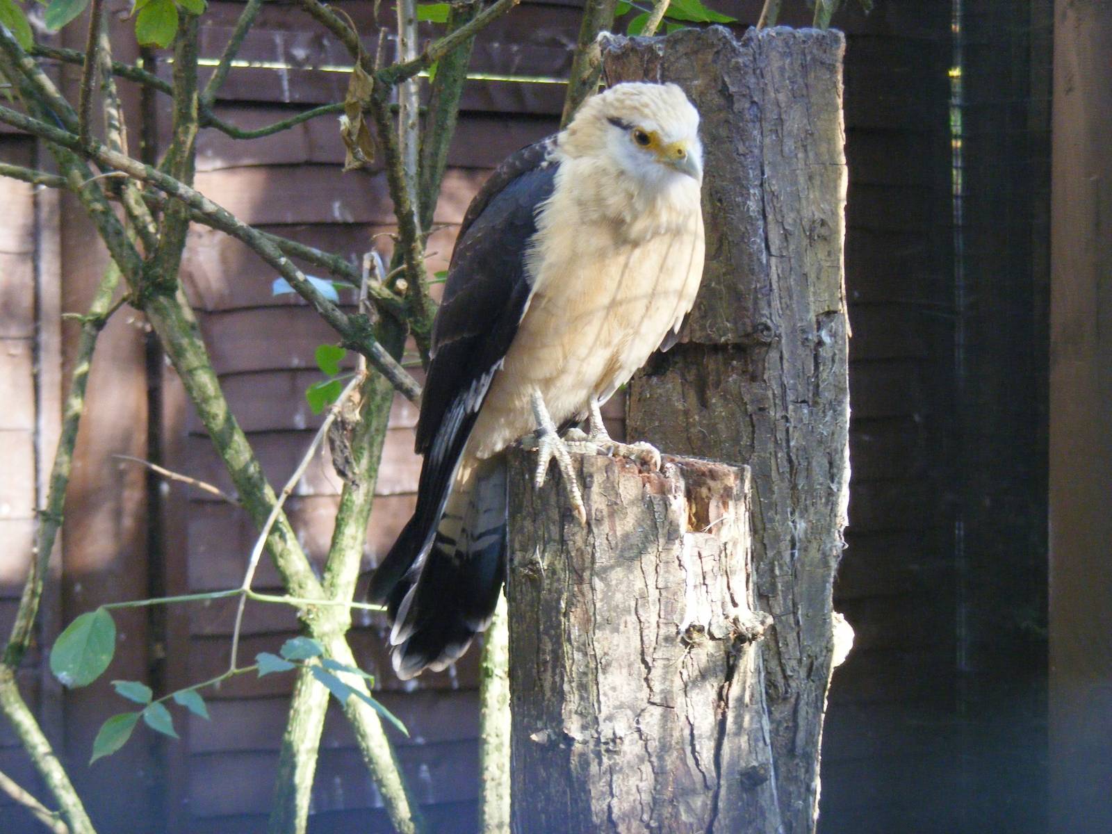 Yellow-headed caracara at Beale Park, 24 October 2010