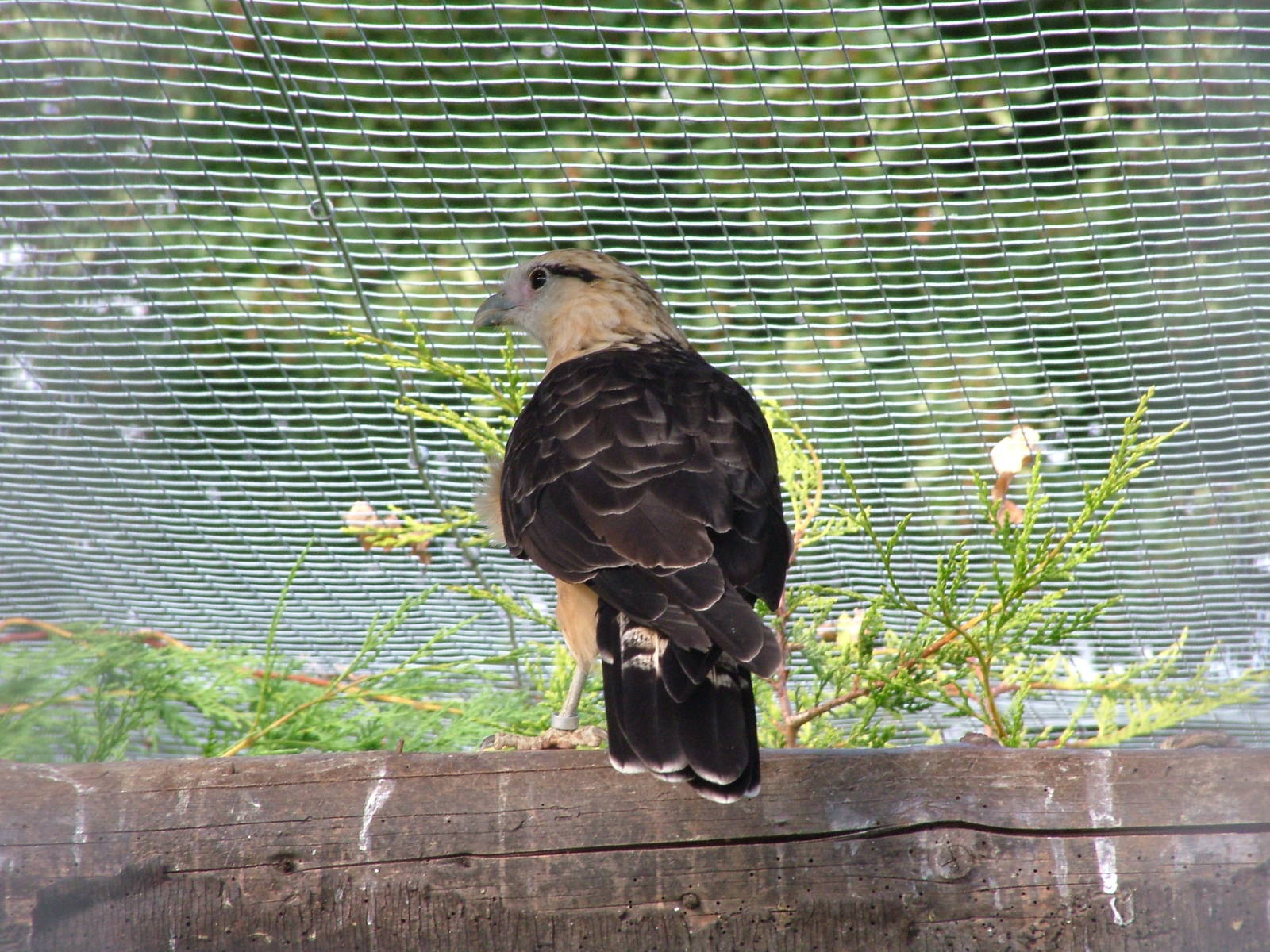 Yellow-headed Caracara at Cotswold Falconry 20/09/09