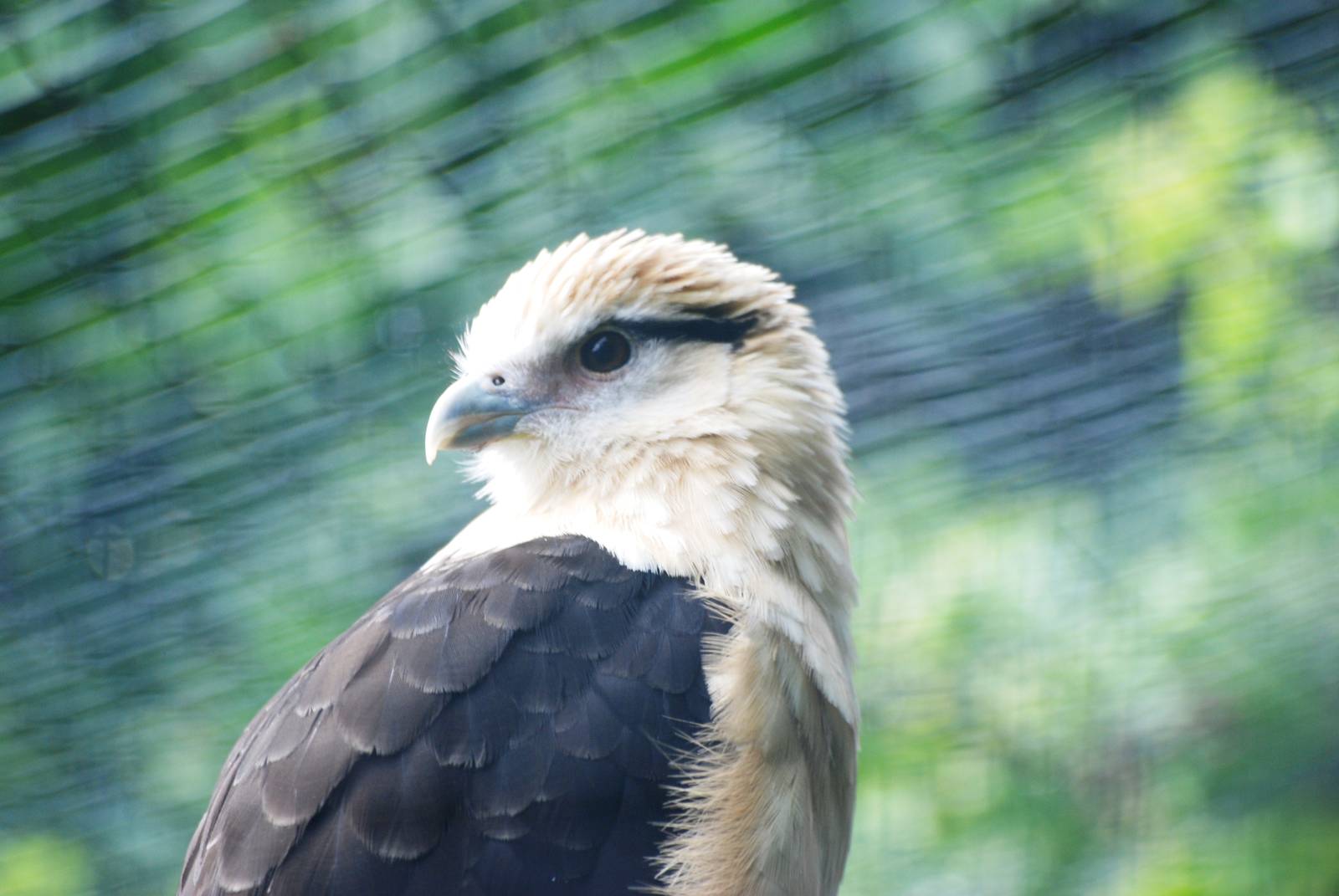Yellow-headed Caracara at Cotswold Falconry Centre, 13/09/13