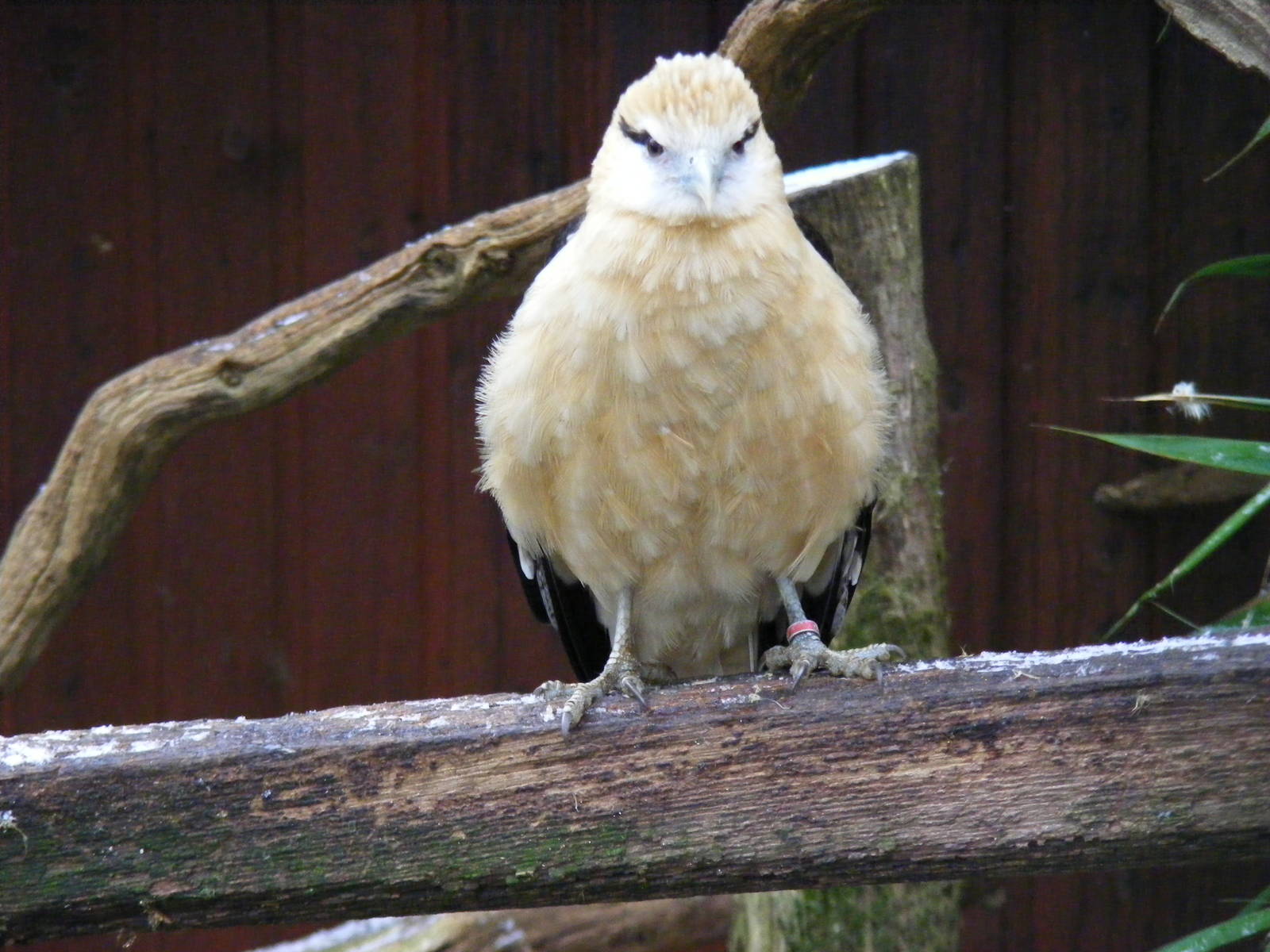Yellow-headed caracara at Cotswold Wildlife Park, 27 November 2010