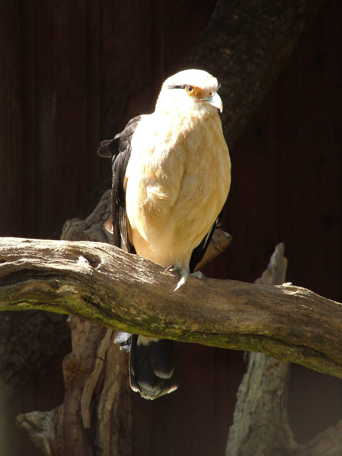 Yellow-headed Caracara at Cotswold WP 17/04/10