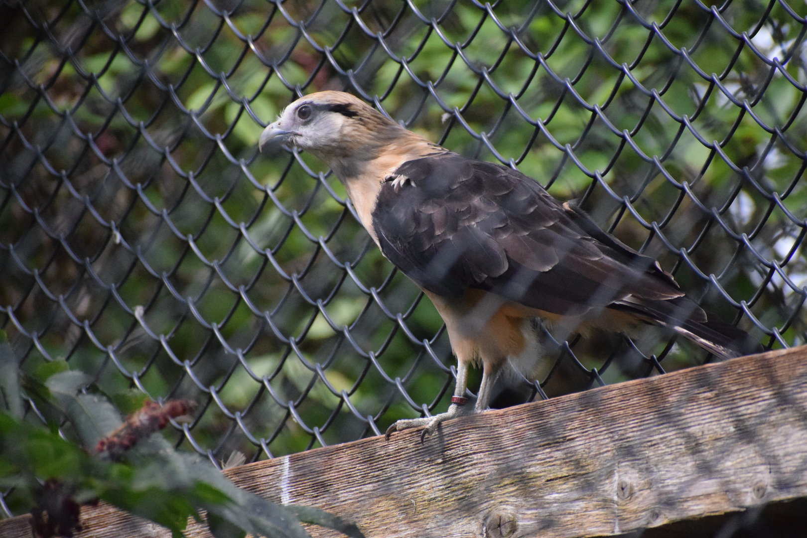 Yellow-headed caracara - August 2022