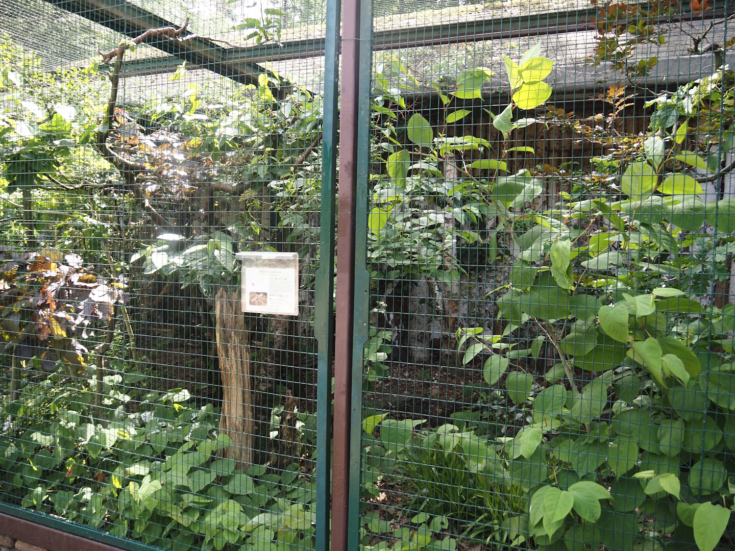 Yellow-headed caracara aviary, 2024-05-21