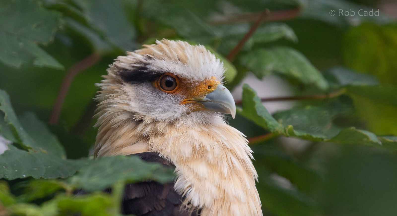 Yellow-headed caracara : Cotswold Falconry Centre : 03 Sep 2021