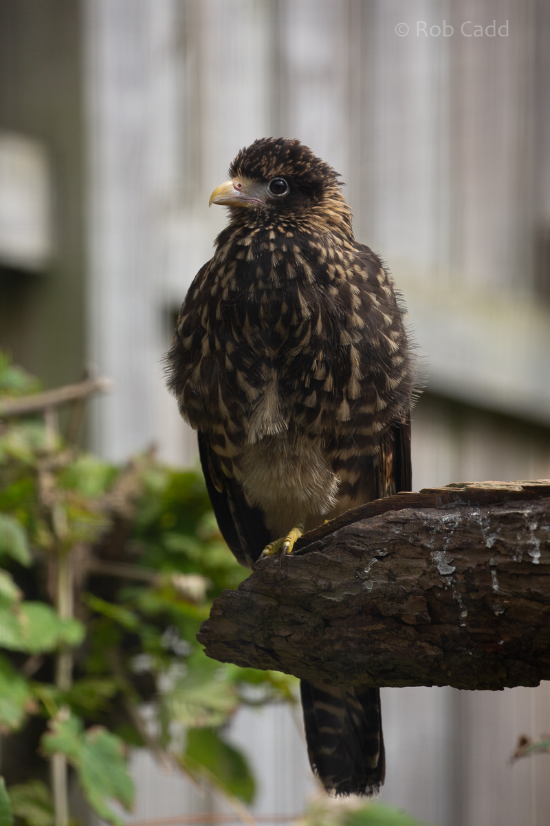 Yellow-headed caracara : Cotswold Falconry Centre : 04 Sep 2020