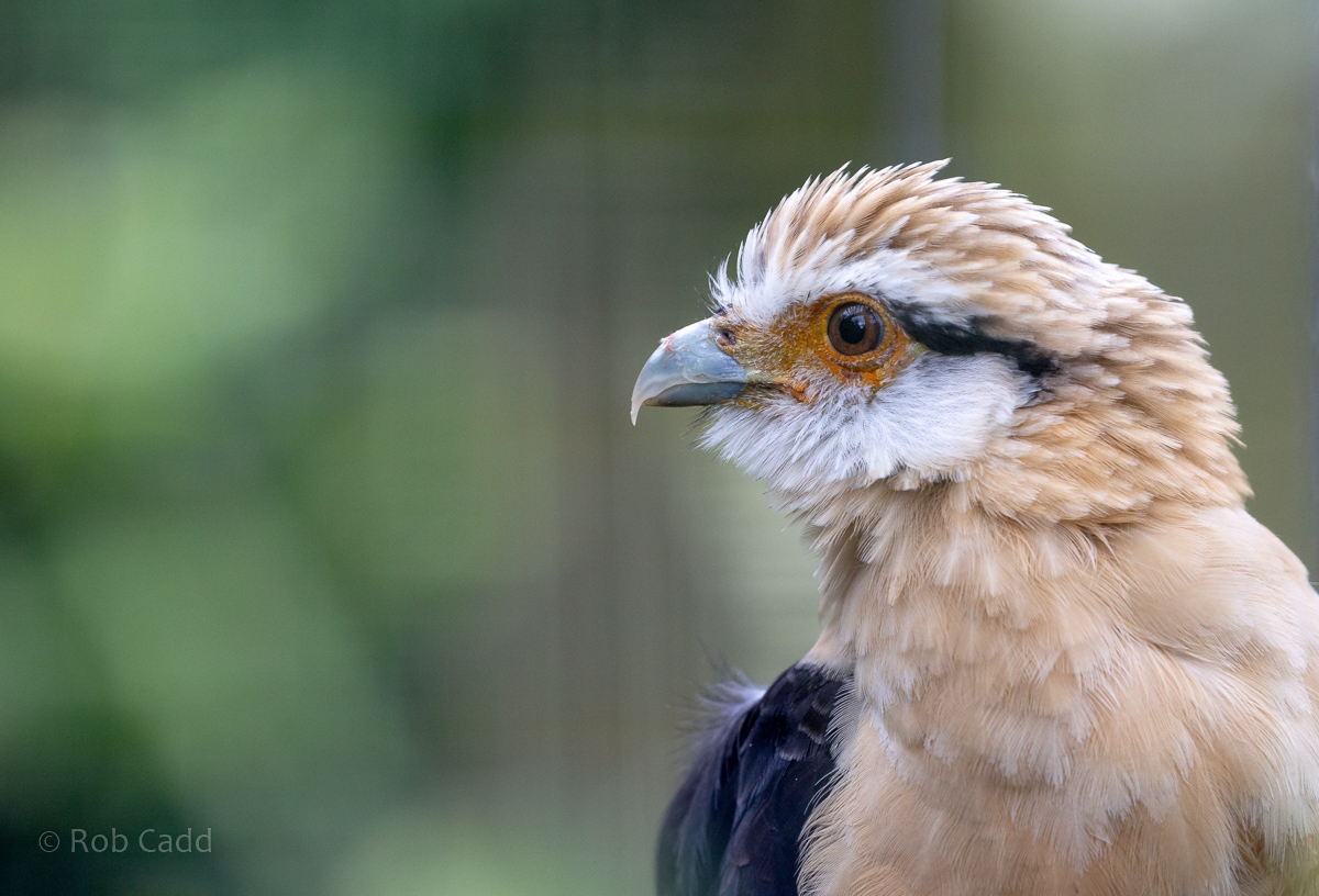 Yellow-headed caracara : Cotswold Falconry Centre : 04 Sep 2020
