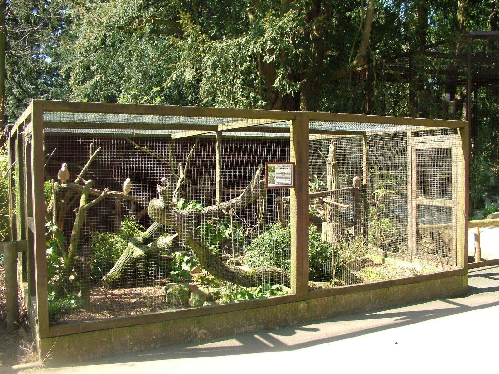 Yellow-headed Caracara exhibit at Cotswold WP 17/04/10