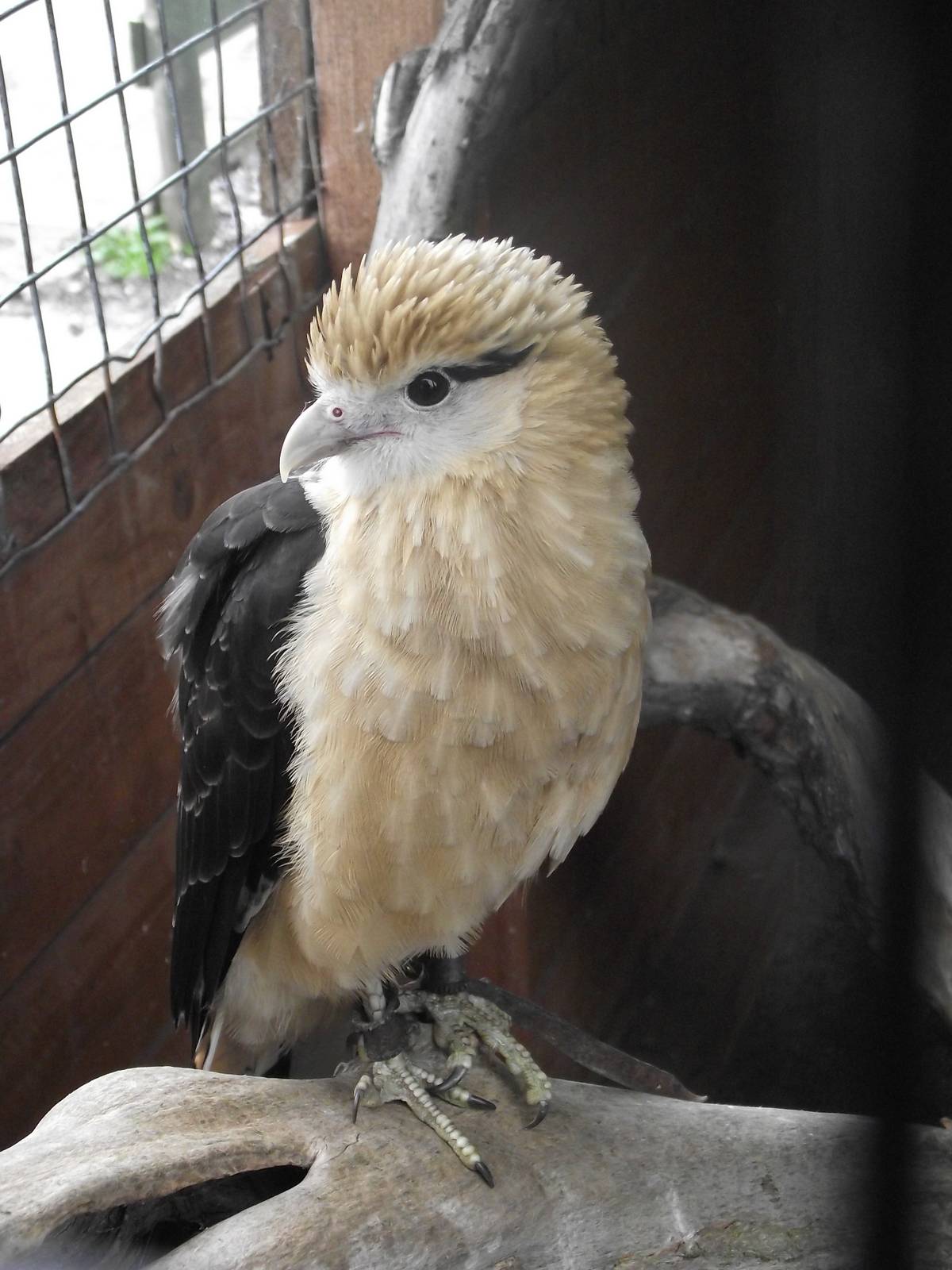 Yellow-Headed Caracara, Gauntlet 2010