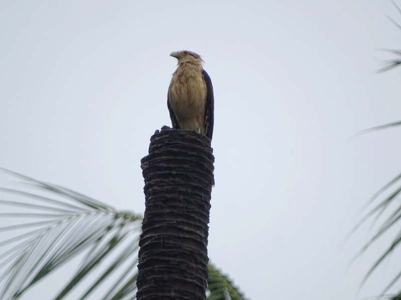 Yellow-headed caracara in the rain