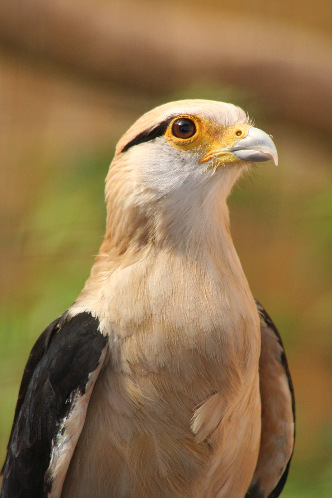 Yellow-headed Caracara @ Lake District Wildlife Park; 31.05.2014