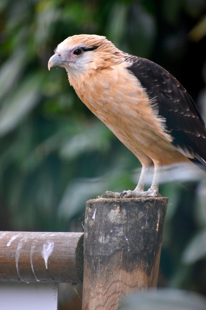 Yellow-headed Caracara - Le Domaine des Fauves