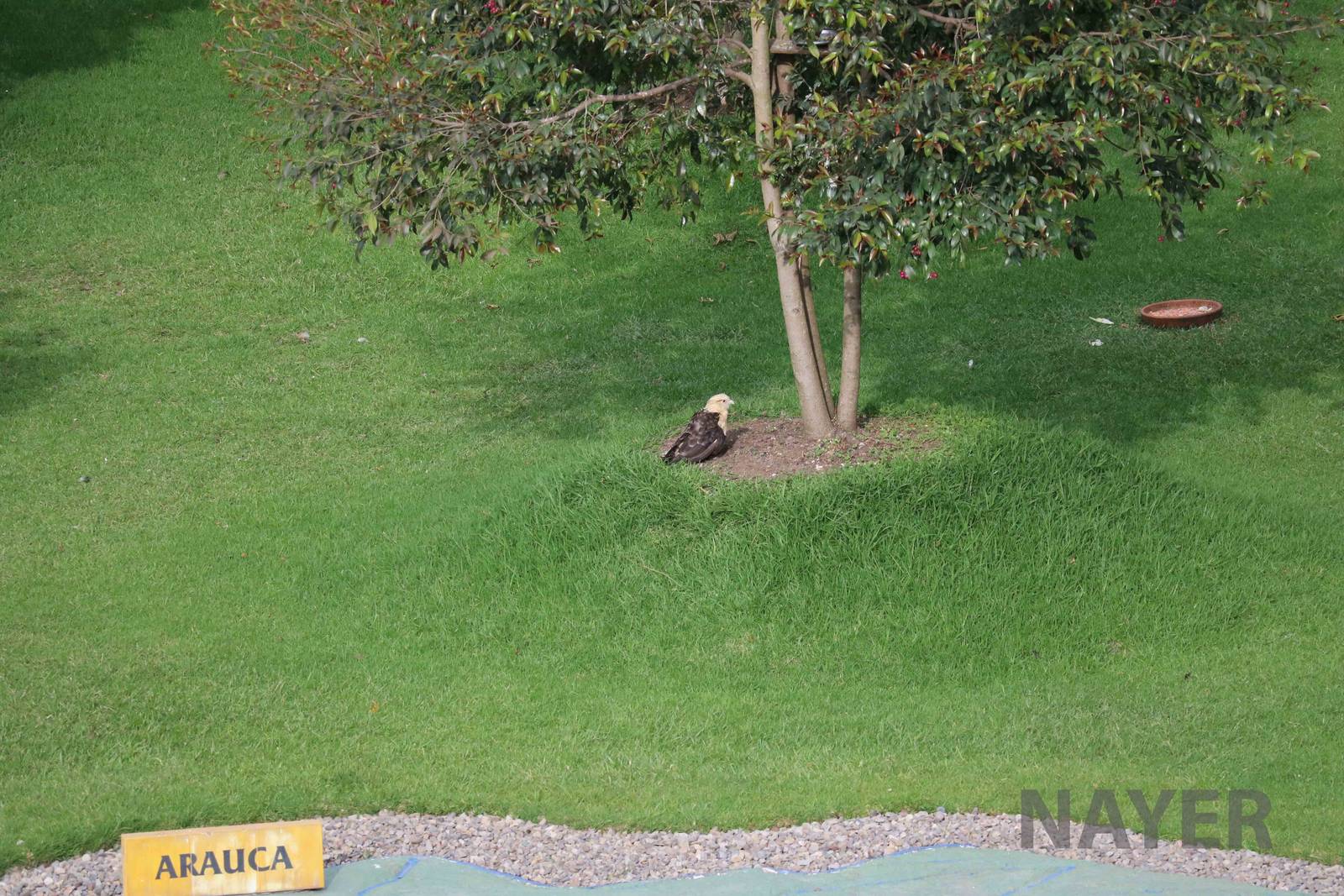 Yellow-headed caracara, March 2016