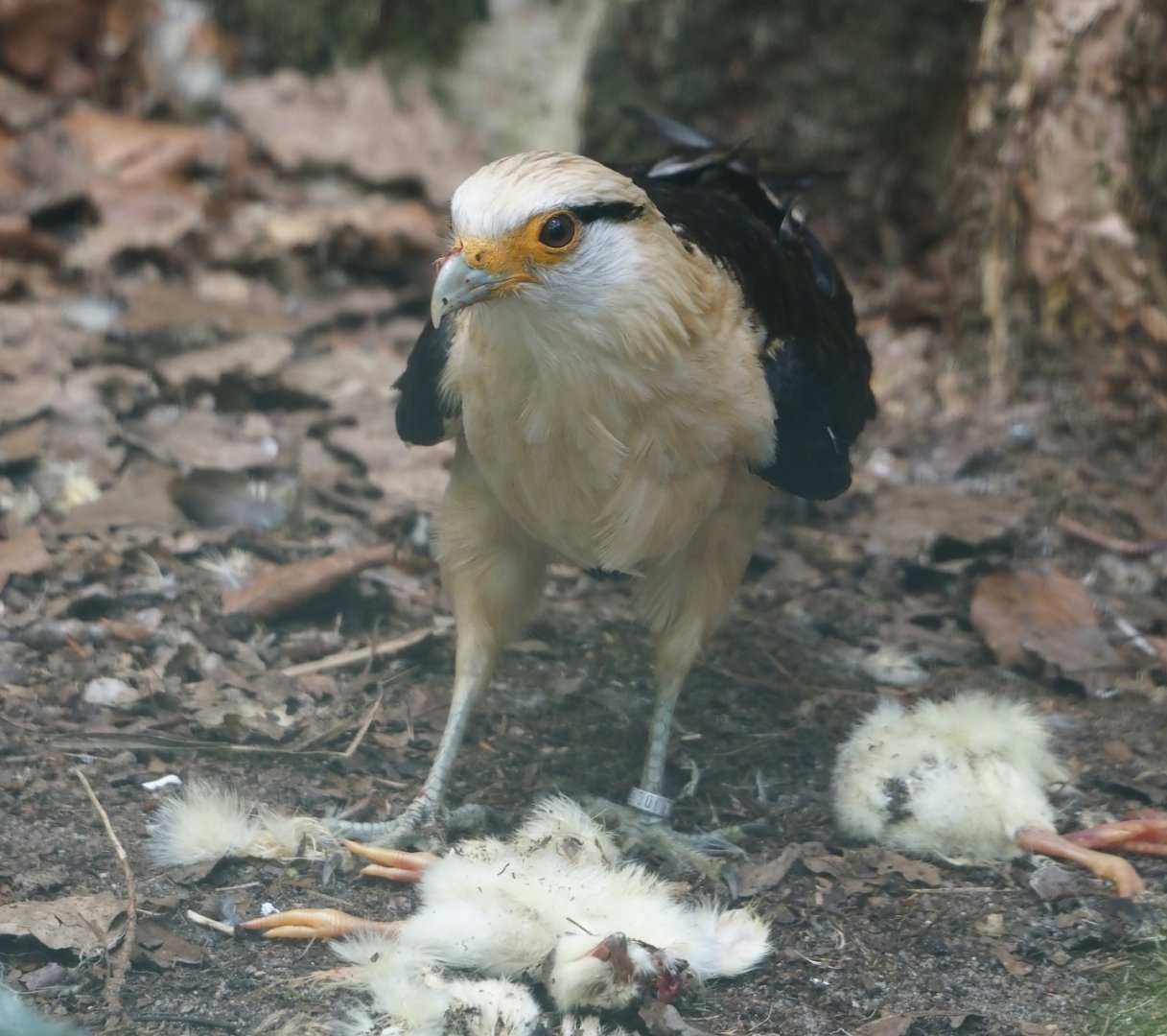 Yellow-headed caracara (Milvago chimachima), 2024-05-21